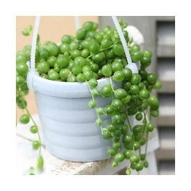 （観葉植物）ぶらりサキュレント　グリーンネックレス　吊り鉢タイプ　鉢色おまかせ　3号（1鉢）（説明書付）【HLS_DU】