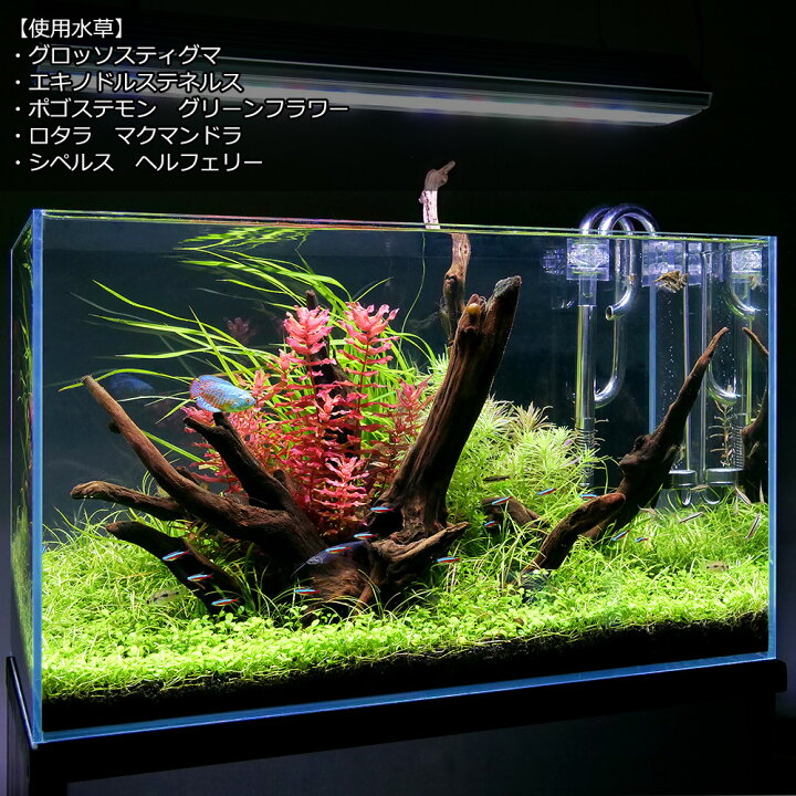 楽天市場 水草 グロッソスティグマ 水中葉 無農薬 １パック分 北海道航空便要保温 Charm 楽天市場店