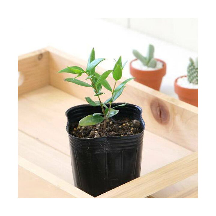 楽天市場 観葉植物 ハーブ苗 マートル ３号 １ポット 家庭菜園 Charm 楽天市場店