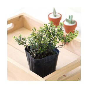 iϗtAjn[uc@^C@S[f@3i1|bgj@ƒ؉@@eB[