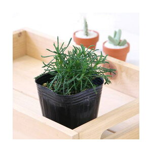 iϗtAjn[uc@Tgi@O[@3i1|bgj@ƒ؉