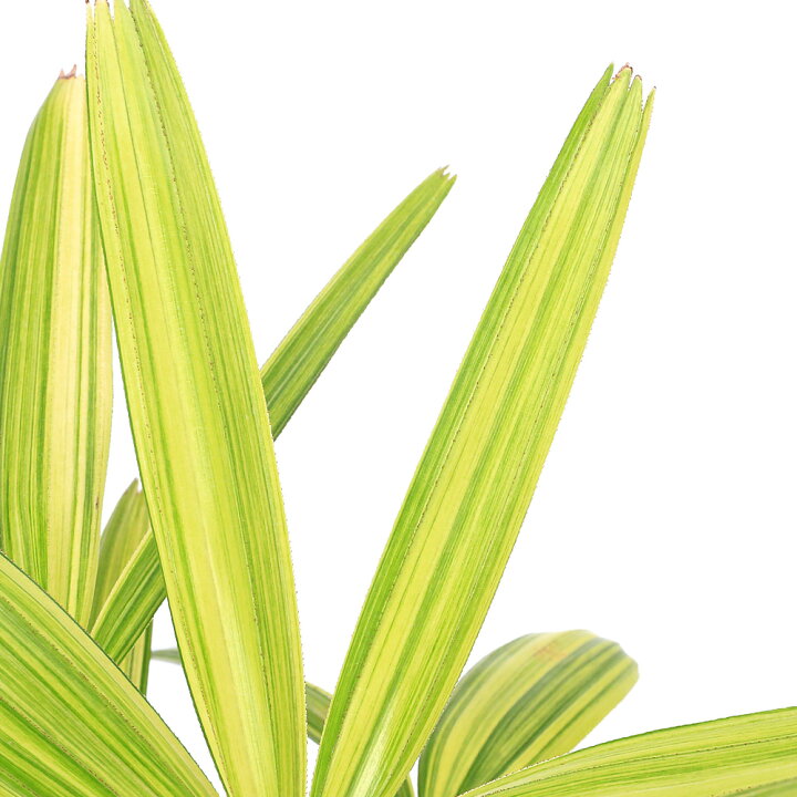 楽天市場】（観葉植物）ヤシ カンノンチク（観音竹） 綾錦 4号（1鉢 
