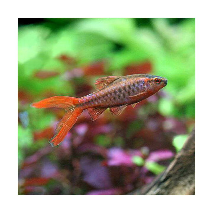 爆買い新作 熱帯魚 アルビノチェリー バルブ ピュアレッド 3匹 北海道航空便要保温 Shipsctc Org 爆買い新作 熱帯魚 アルビノチェリー バルブ ピュアレッド 3匹 北海道航空便要保温 Shipsctc Org