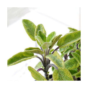 iϗtAjn[uc@Z[W@S[f@3i1|bgj@ƒ؉@