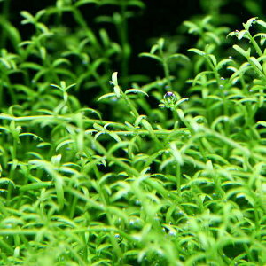 ijCfBA@NXXitji_ji5{j