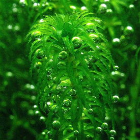 （水草）グレートモス（エゲリア　ナヤス）（水中葉）（無農薬）（5本）有茎草　後景草　国内生産