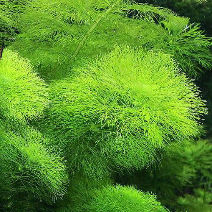 楽天市場 水草 ジャイアントアンブリア 水中葉 無農薬 １本 Charm 楽天市場店