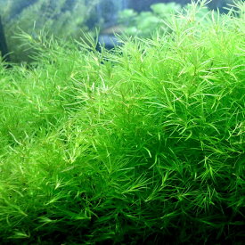 楽天市場 和風 水草 水槽 アクアリウム内装 熱帯魚 アクアリウム ペット ペットグッズの通販