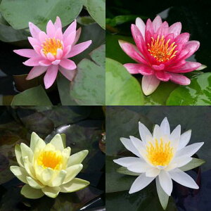 (ビオトープ)睡蓮 温帯性睡蓮(スイレン) 色指定なし(3ポット)(休眠状態)