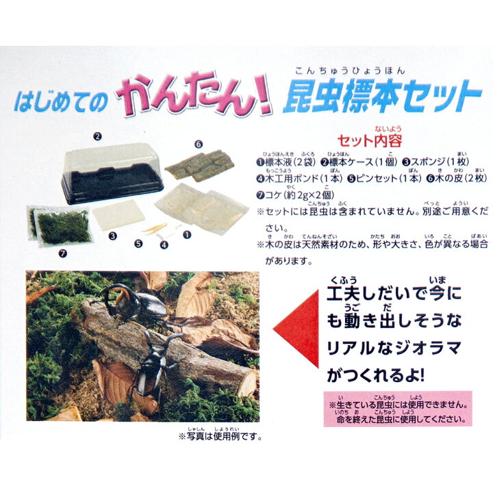 楽天市場 マルカン はじめてのかんたん昆虫標本セット 昆虫標本 昆虫採集 自由研究 関東当日便 Charm 楽天市場店