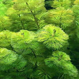 楽天市場 カボンバ 無農薬の通販