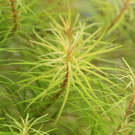 （水草）ロタラ　ナンセアン（水中葉）（無農薬）（10本）