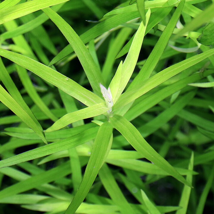 楽天市場】（水草）ヘテランテラ（水中葉）（無農薬）（10本