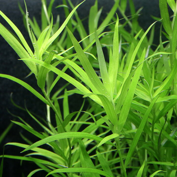 楽天市場】（水草）ヘテランテラ（水中葉）（無農薬）（10本 