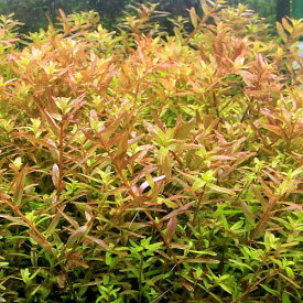 楽天市場 水草 販売 ロタラインディカ ペット ペットグッズ の通販