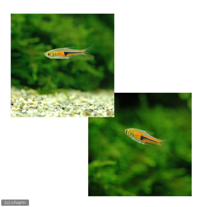 楽天市場 熱帯魚 ラスボラ エスペイ ６匹 北海道 九州 沖縄航空便要保温 Charm 楽天市場店