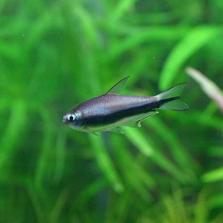 楽天市場 熱帯魚 エンペラー テトラ ６匹 北海道 九州 沖縄航空便要保温 Charm 楽天市場店