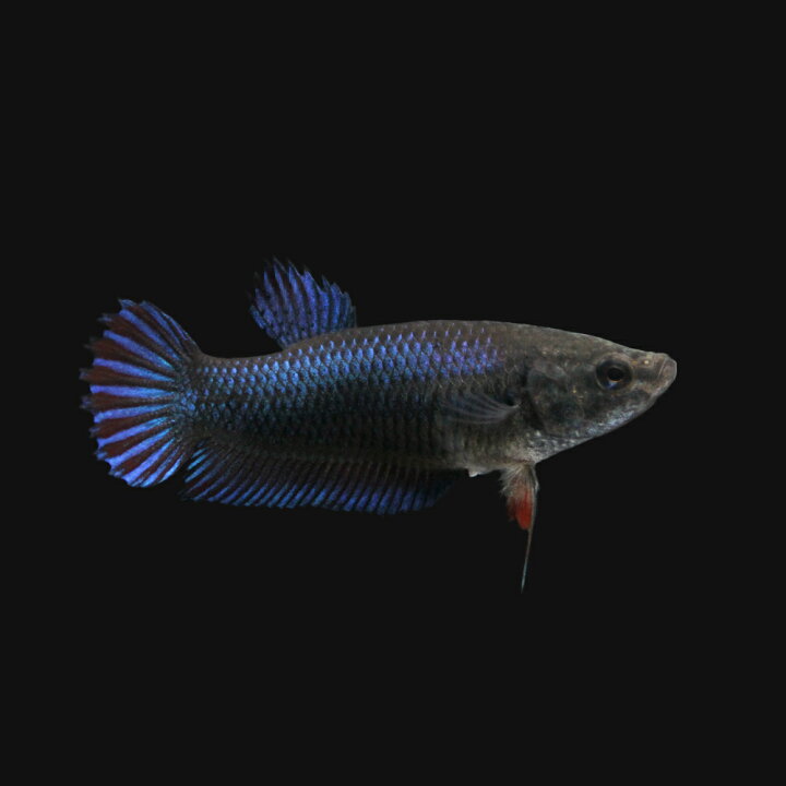 楽天市場】（熱帯魚）ベタ・トラディショナル 色指定なし（メス）（1  