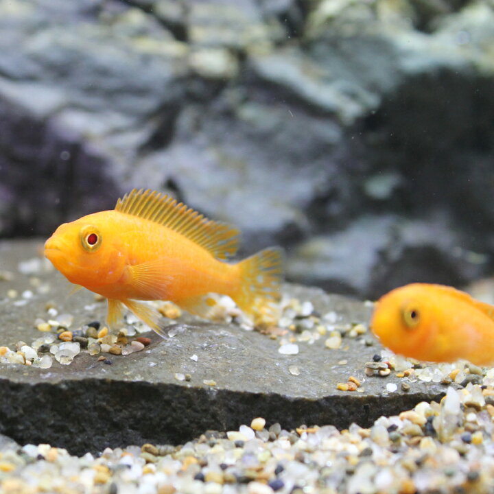 楽天市場 熱帯魚 オレンジゼブラ シクリッド ４匹 北海道 九州航空便要保温 Charm 楽天市場店