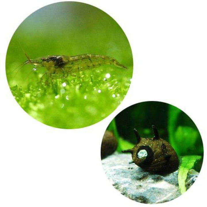 楽天市場 エビ 貝 コケ対策セット ６０ｃｍ水槽用 ミナミヌマエビ １０匹 サザエ石巻貝 ６匹 Charm 楽天市場店