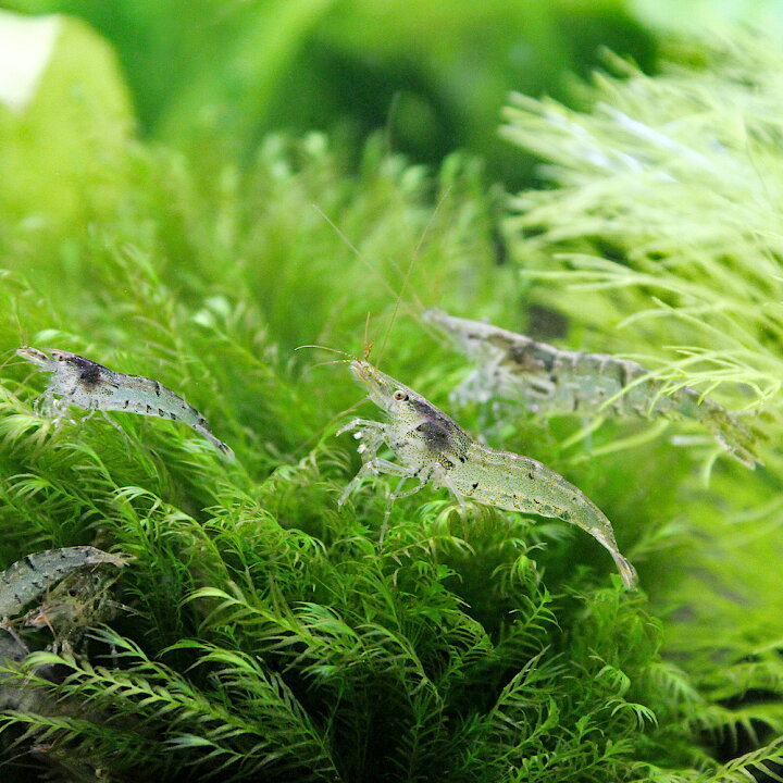 メーカー直売 ミナミヌマエビ 300匹 Shipsctc Org