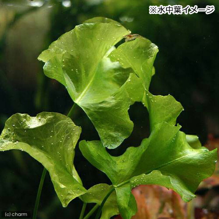 楽天市場】(ビオトープ)水辺植物 河骨 オグラコウホネ(小倉河骨)(1ポット) 浮葉植物 沖縄別途送料 : charm 楽天市場店 楽天市場】(ビオトープ)水辺植物 河骨 オグラコウホネ(小倉河骨)(1ポット) 浮葉植物 沖縄別途送料 : charm 楽天市場店