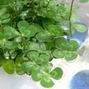 （ビオトープ）水辺植物　メダカの鉢にも入れられる水辺植物　ウォータークローバー　ムチカ（1ポット）　抽水〜浮葉植物