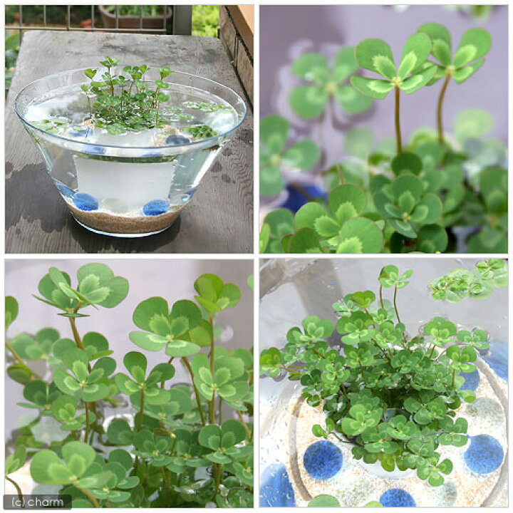 楽天市場 ビオトープ 水辺植物 メダカの鉢にも入れられる水辺植物 ウォータークローバー ムチカ １ポット 抽水 浮葉植物 Charm 楽天市場店