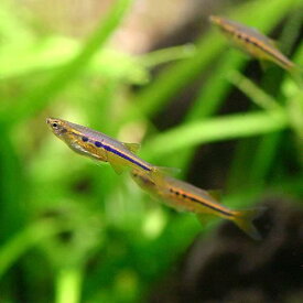 楽天市場 上層 魚 熱帯魚 アクアリウム ペット ペットグッズ の通販