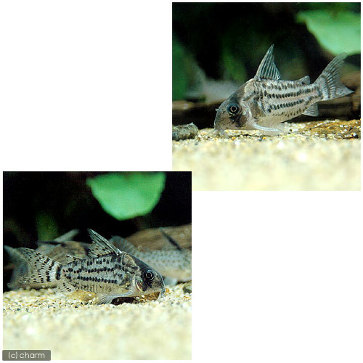 楽天市場 熱帯魚 コリドラス シュワルツィ ワイルド １匹 北海道 九州 沖縄航空便要保温 Charm 楽天市場店