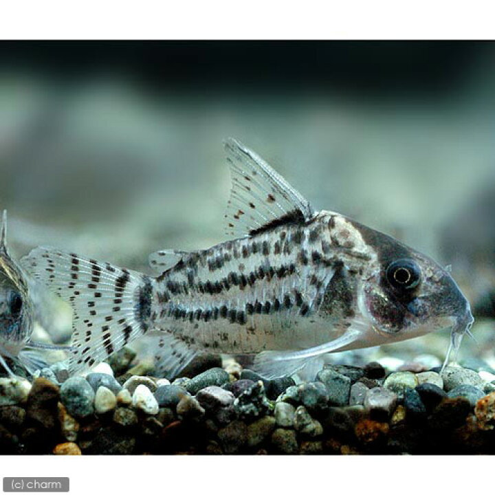 75 Off 熱帯魚 コリドラス シミリス ワイルド １匹 北海道航空便要保温 Shipsctc Org