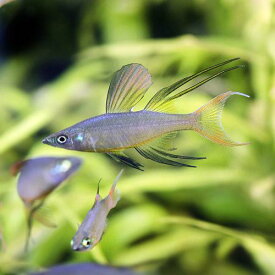 （熱帯魚）ニューギニアレインボー（4匹）　北海道航空便要保温