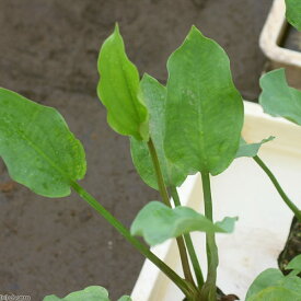 （ビオトープ）水辺植物　サジオモダカ（1ポット）　抽水植物【HLS_DU】
