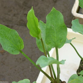 楽天市場 水生植物 種類 植物 バラ 観葉植物 花 観葉植物 花 ガーデン Diyの通販 楽天市場 水生植物 種類 植物 バラ 観葉植物 花 観葉植物 花 ガーデン Diyの通販