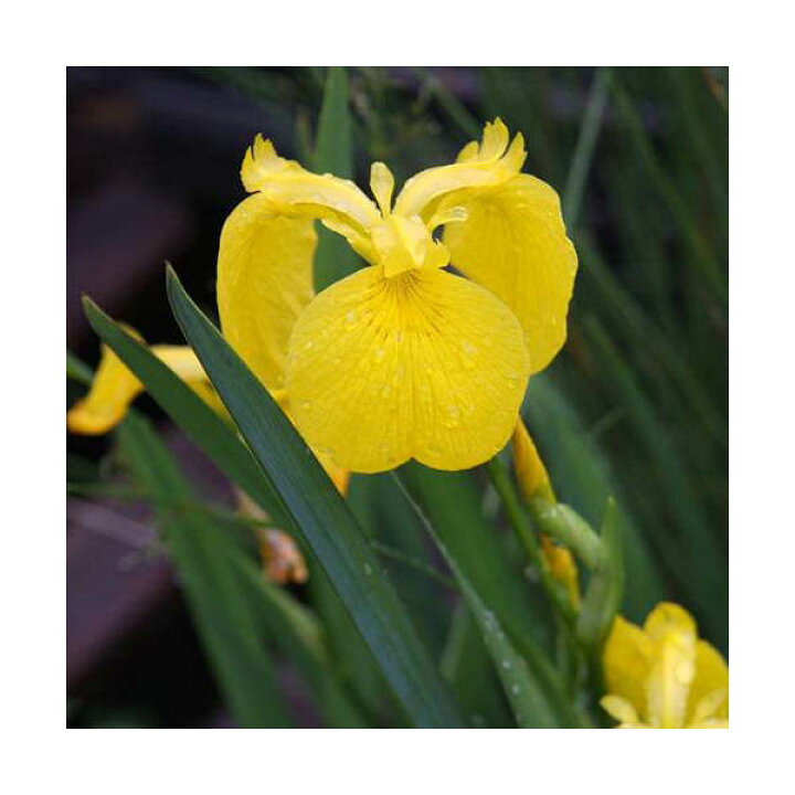255円 完全送料無料 ビオトープ 水辺植物 花菖蒲 ピンクフロスト 薄桃色六英花