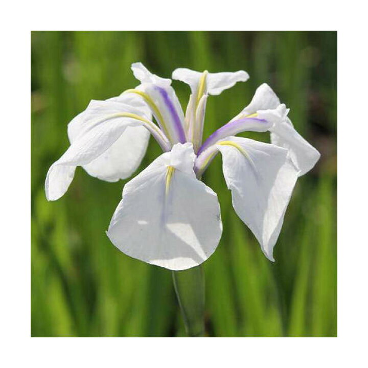 楽天市場】（ビオトープ）水辺植物 カキツバタ 白鷺（シラサギ）白花 