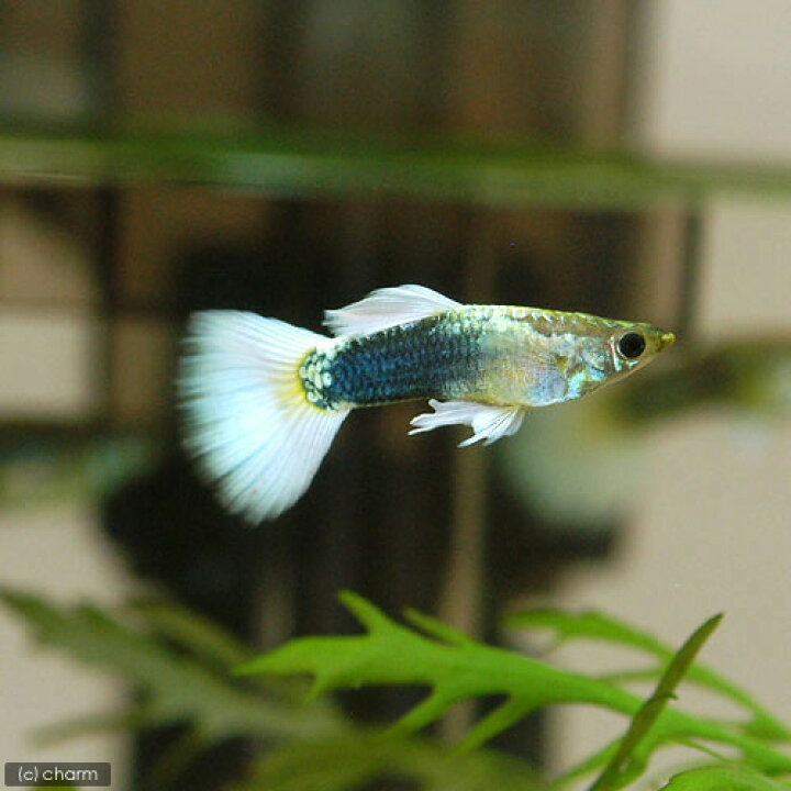 楽天市場 熱帯魚 ドイツイエロータキシード グッピー 国産グッピー １ペア 北海道航空便要保温 Charm 楽天市場店