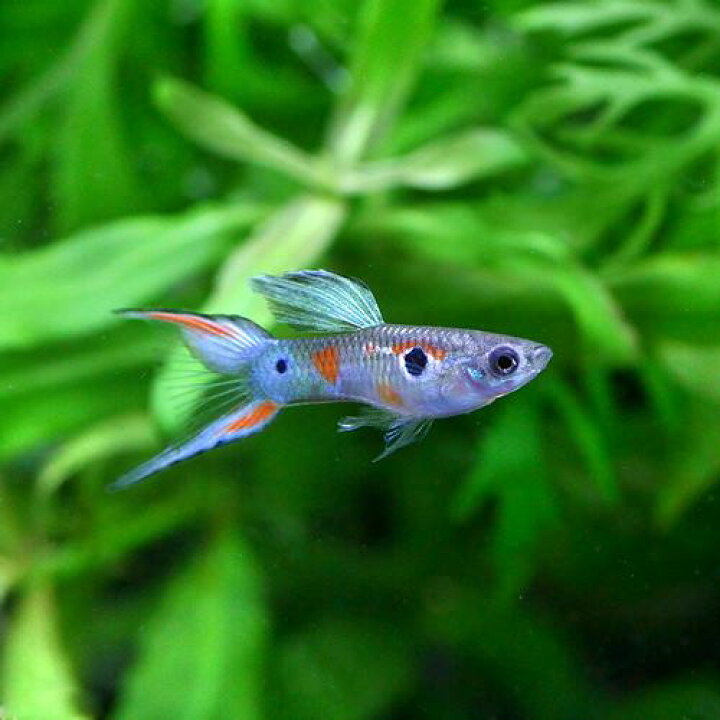 熱販売 熱帯魚 ラズリーブルーグラスグッピー 国産グッピー １ペア 北海道航空便要保温 Shipsctc Org