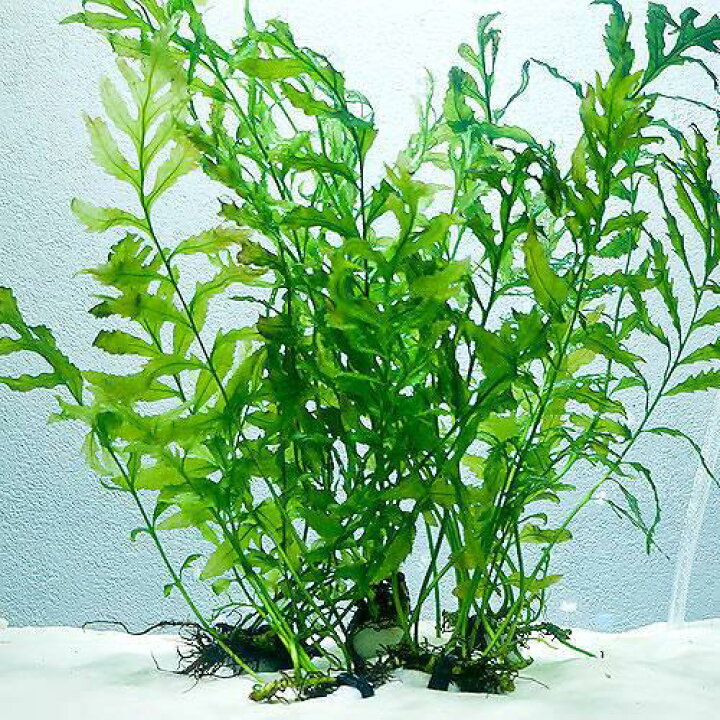 楽天市場】（水草）ボルビティス ヒュディロティ石付（水中葉）（無 