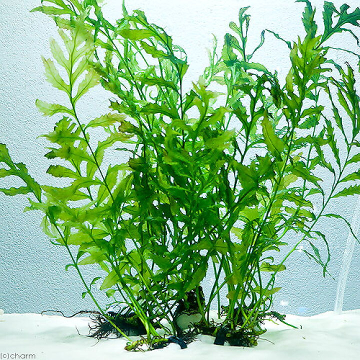 楽天市場】（水草）ボルビティス ヒュディロティ石付（水中葉）（無農薬）（３個） : charm 楽天市場店