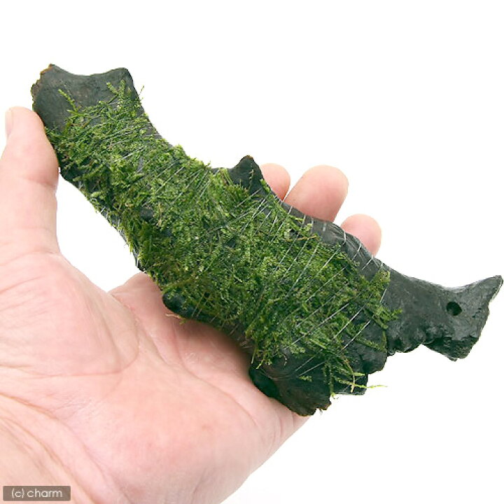 海外最新 水草 巻きたて ウィローモス ミックス付 枝状流木 ｓサイズ 約１０ｃｍ 水中葉 無農薬 １本