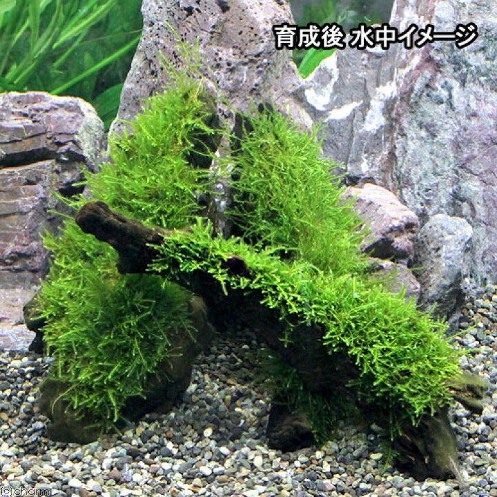 楽天市場 水草 巻きたて ウィローモス 流木 ｍサイズ 約２０ｃｍ 水中葉 無農薬 １本 北海道航空便要保温 Charm 楽天市場店