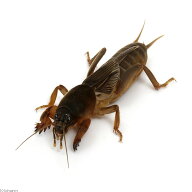 （昆虫）ケラ（オケラ）成虫　WD（1匹）