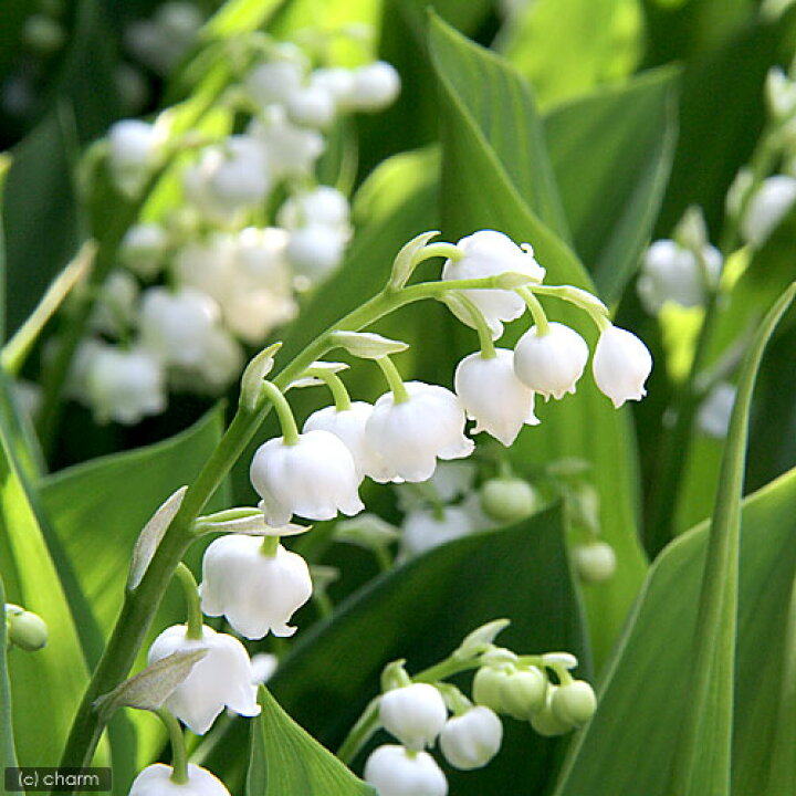 楽天市場 山野草 ニホンスズラン 日本鈴蘭 ３号 １ポット Charm 楽天市場店