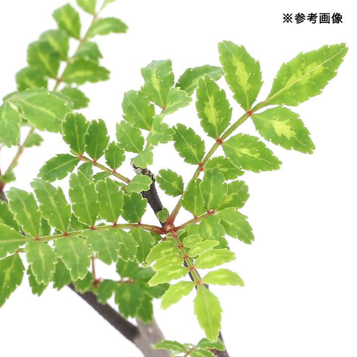楽天市場】(山野草)山菜 サンショウ(山椒)実生苗 樹高10〜20cm 3号(1ポット) : charm 楽天市場店 楽天市場】(山野草)山菜 サンショウ(山椒)実生苗 樹高10〜20cm 3号(1ポット) : charm 楽天市場店