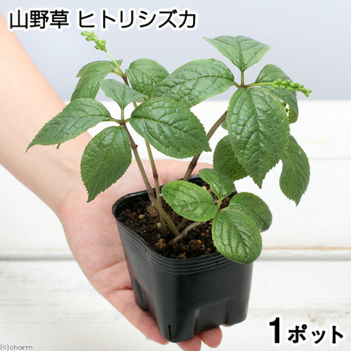 楽天市場 山野草 ヒトリシズカ 一人静 ３号 １ポット Charm 楽天市場店