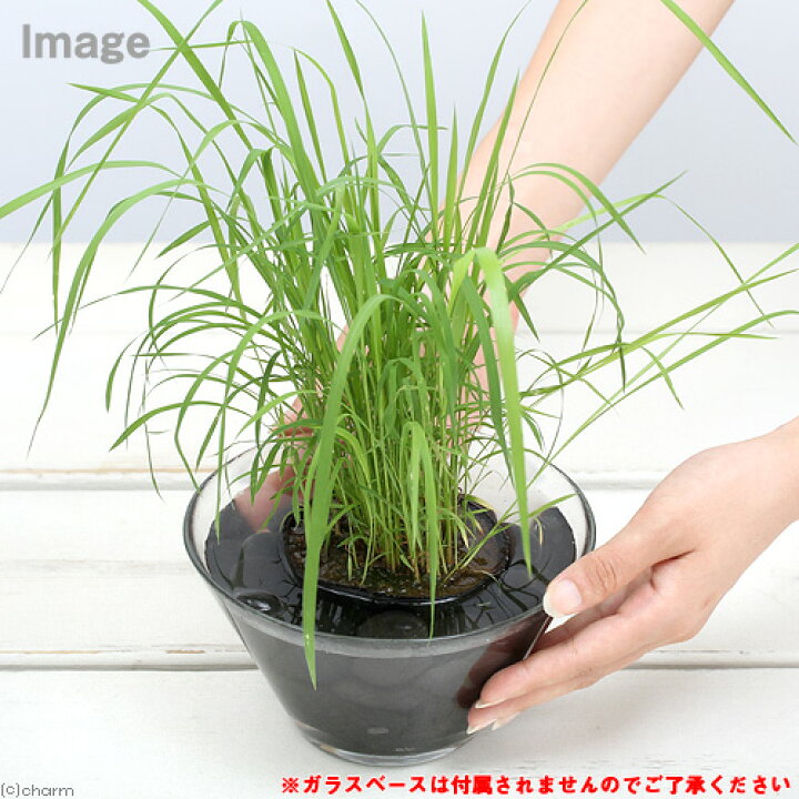 楽天市場 山野草 チガヤ 茅萱 3号 3ポット 休眠株 Charm 楽天市場店 楽天市場 山野草 チガヤ 茅萱 3号 3ポット 休眠株 Charm 楽天市場店