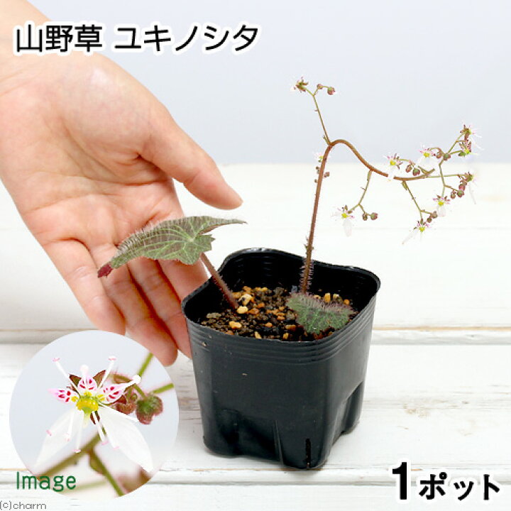 楽天市場 山野草 ユキノシタ 雪ノ下 ３号 １ポット Charm 楽天市場店