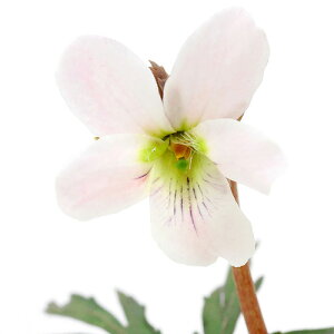 iR쑐jX~i俁jGCUX~ibR俁j@ԐF܂@2D5`3i1|bgjixԁj