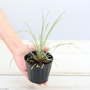 iR쑐jEmqQ@@2D5i3|bgZbgjixԁj